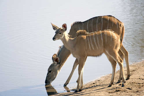 Mutter und junge Kudu Trinken am Savute Kanal, Botswana.