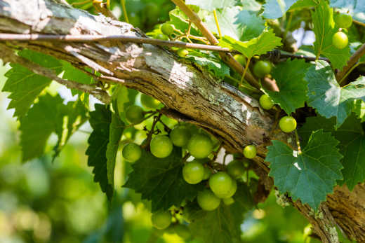 Vignoble Myrtle Beach États-Unis