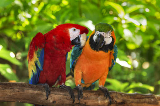 Deux aras multicolores dans la jungle