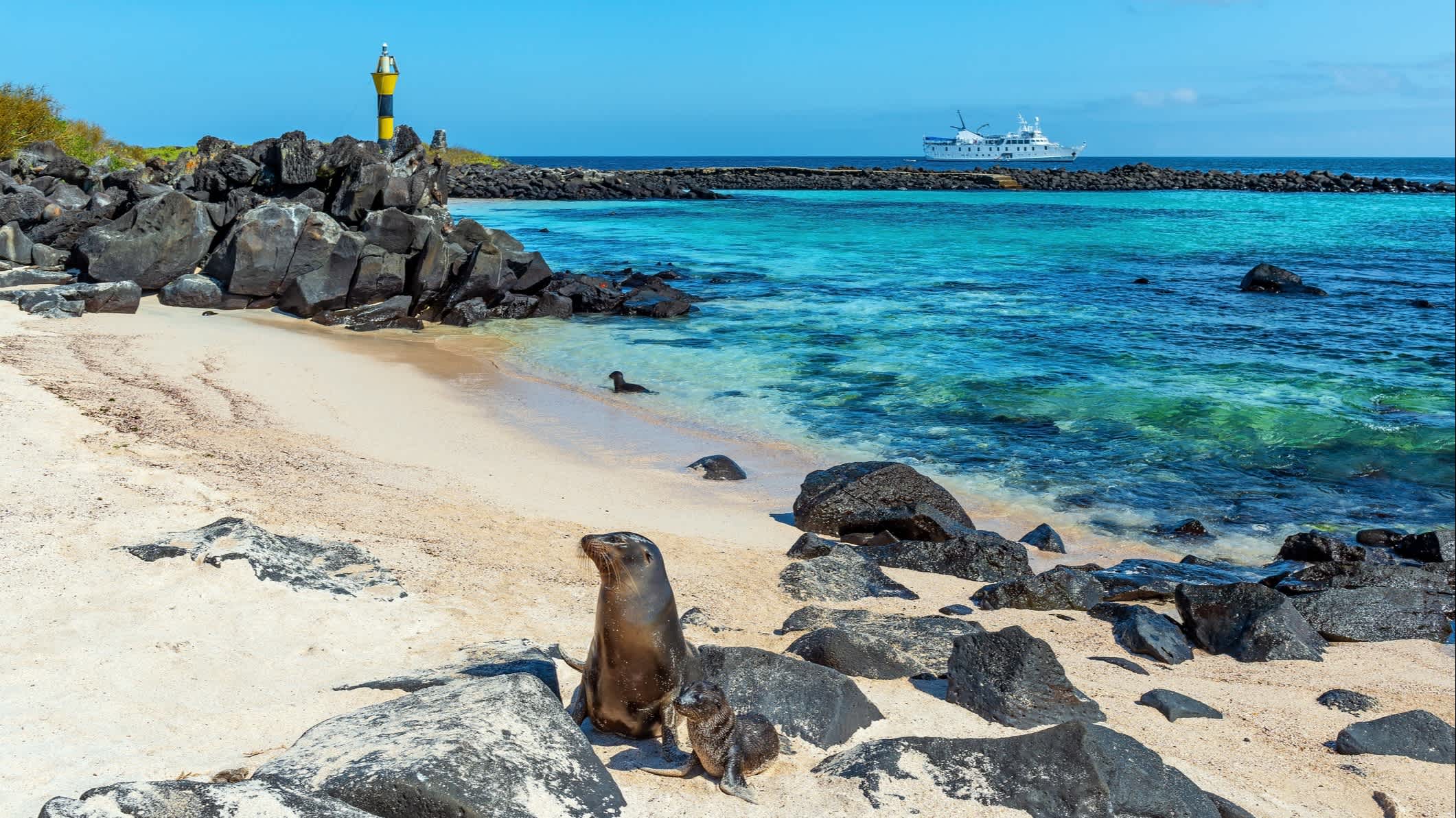 
Galapagos-Seelöwen am Strand der Insel Espanola mit Leuchtturm und Kreuzfahrtschiff, Galapagos, Ecuador.





Galapagos-Seelöwen am Strand der Insel Espanola mit Leuchtturm und Kreuzfahrtschiff, Galapagos, Ecuador.


