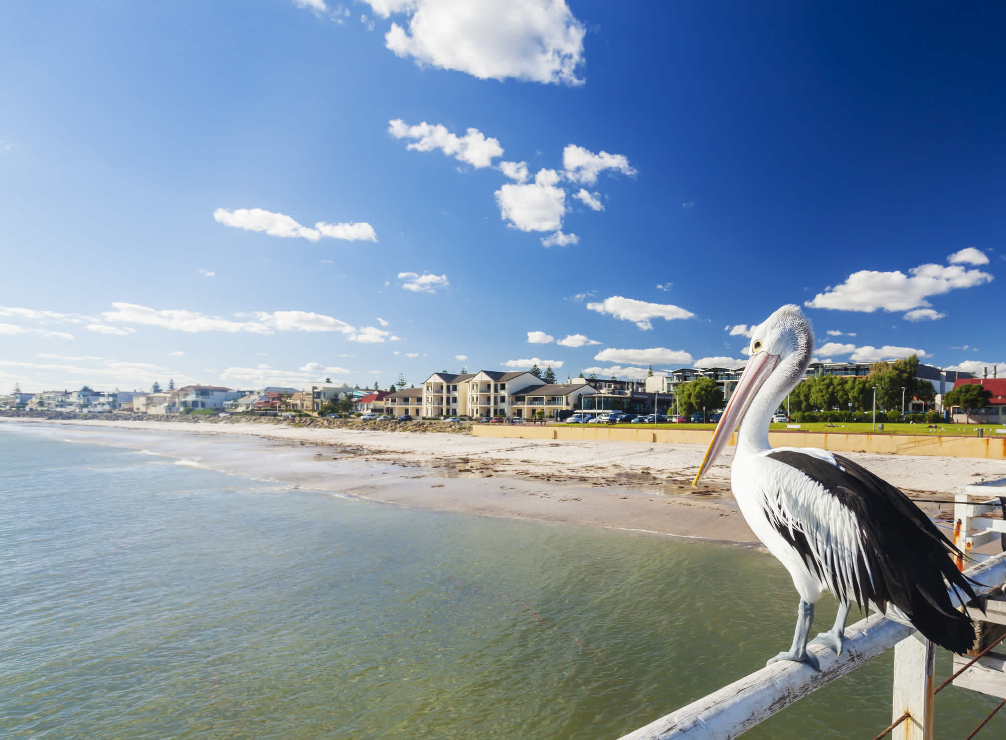 Ein Pelikan sitzt auf einem Pier; im Hintergrund ein Sandstrand und Häuser.
