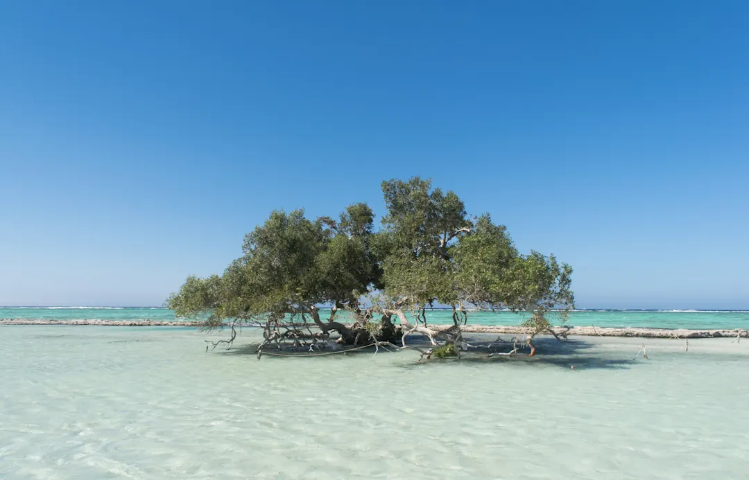 Mangrovenbaum in Al Qulaan, Protektorat Wadi El Gemal, Marsa Alam.

