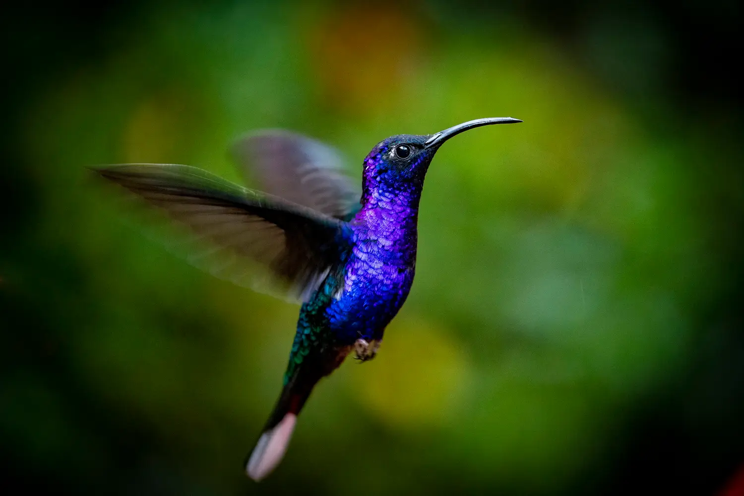Customer Review - Costa Rica - Elli Mächtlen - Photo 2 Nahaufnahme Kolibri in Costa Rica - Foto von Tourlane Kundin Elvira Mächtlen