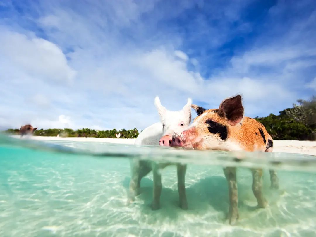 Zwei Schweine im klaren, flachen Wasser am Strand, mit Sand im Hintergrund. Exuma, Bahamas