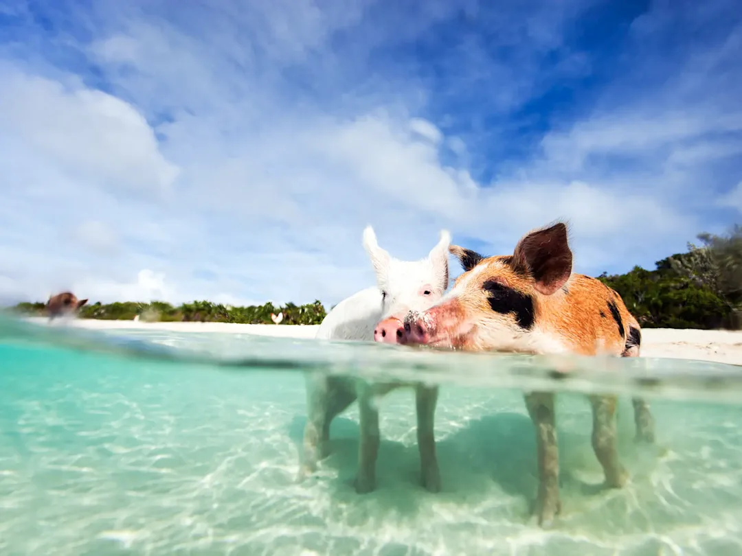 Mit Schweinen schwimmen auf den Bahamas