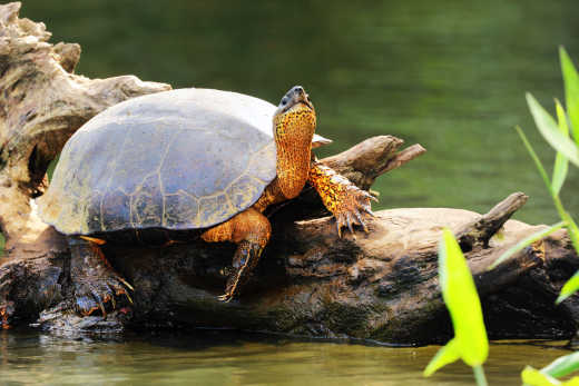 Black River Schildkröte, Tortuguero Chanel, Costa Rica