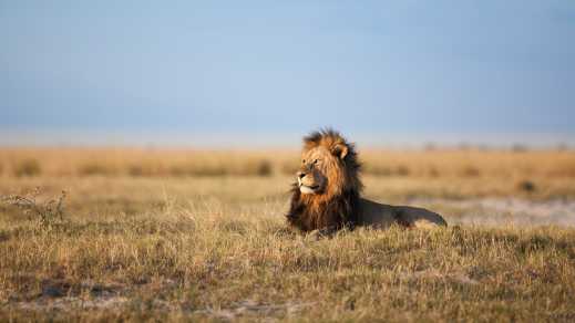 Un lion de Namibie couché dans l'herbe