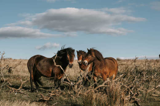 Wilde Ponys in Exmoor

