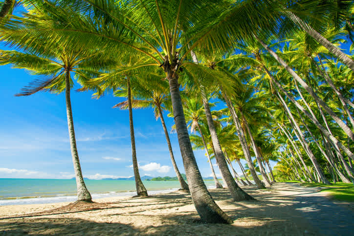 Palmen am Strand von Palm Cove, Australien. 