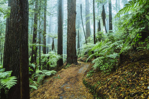 Redwood-Wald in Rotorua, Neuseeland