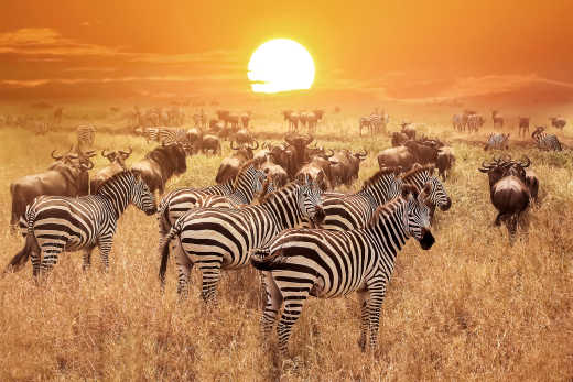 Zèbre au coucher du soleil dans le parc national du Serengeti, en Tanzanie.