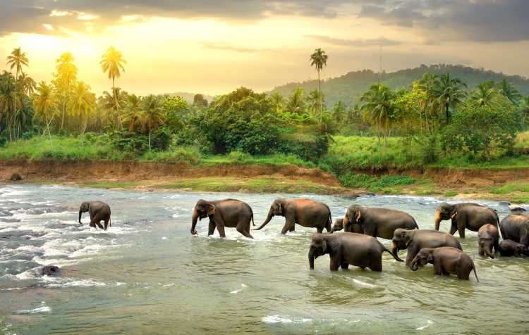 Eine Elefantenherde im Fluss, gesehen bei einer Safari in Sri Lanka