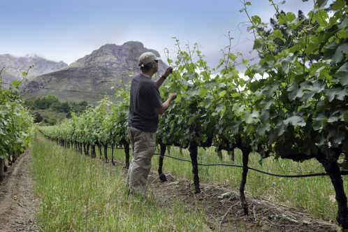 Weingut in Stellenbosch