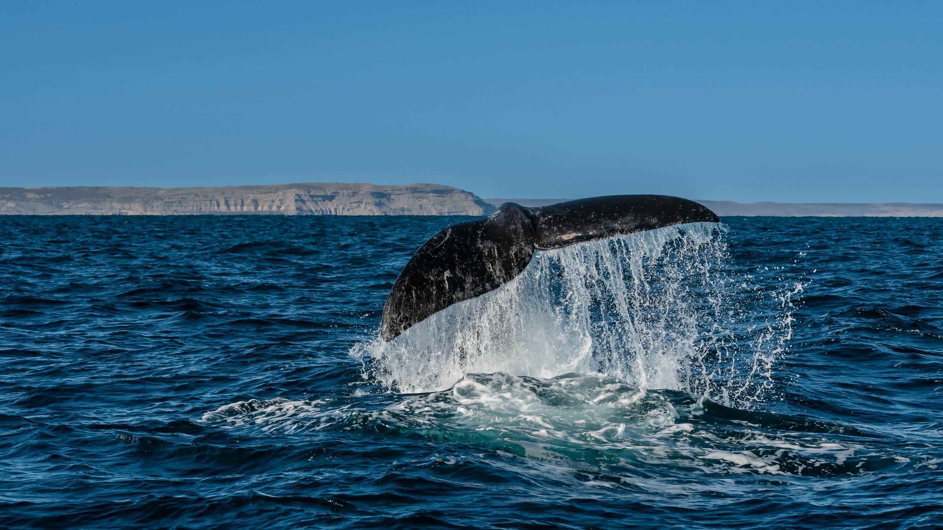 Baleine franche au large de la côte de Patagonie, Argentine.