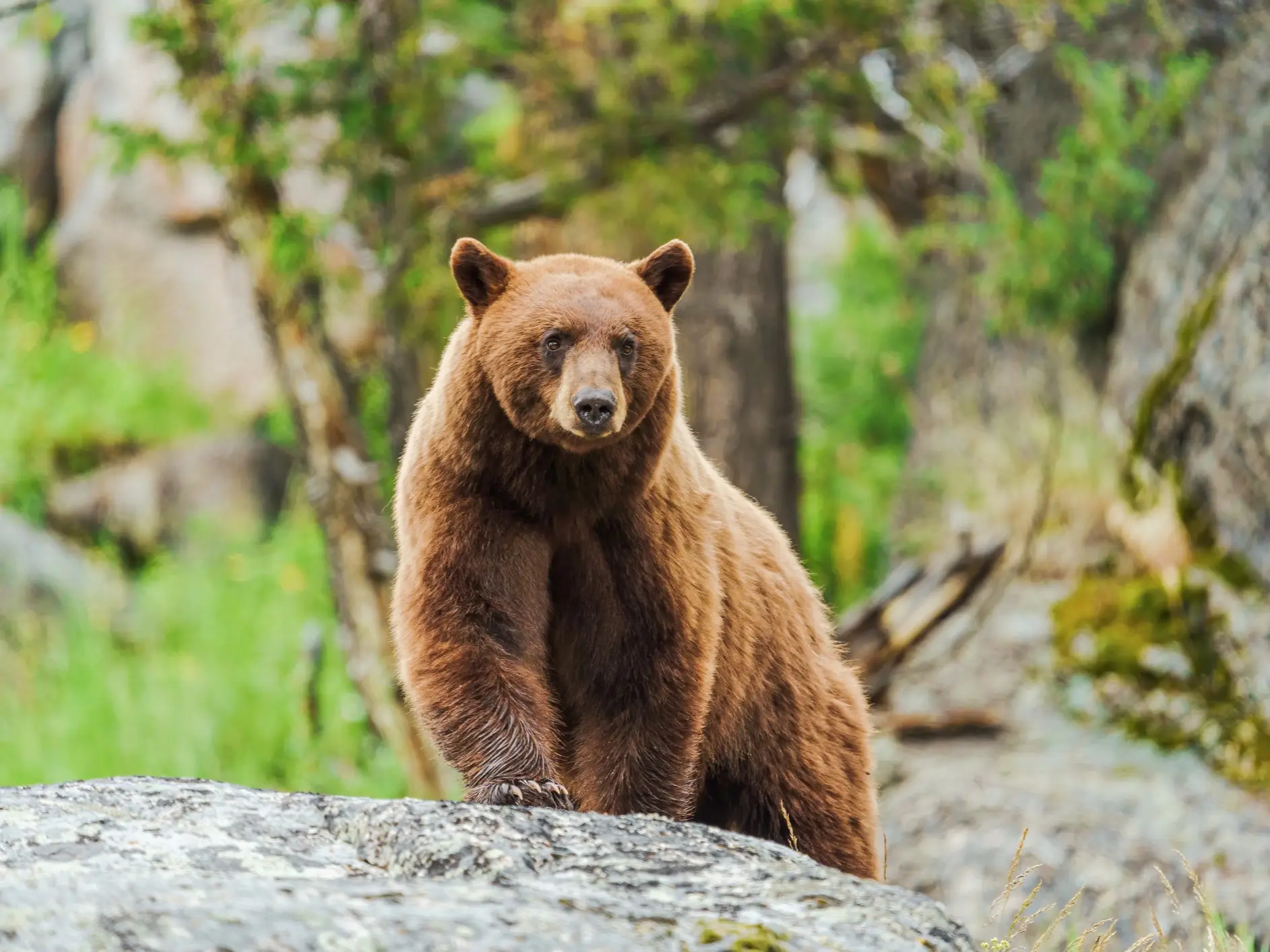 Nahaufnahme eines Braunbären in wilder Natur. Yellowstone, Wyoming, USA.