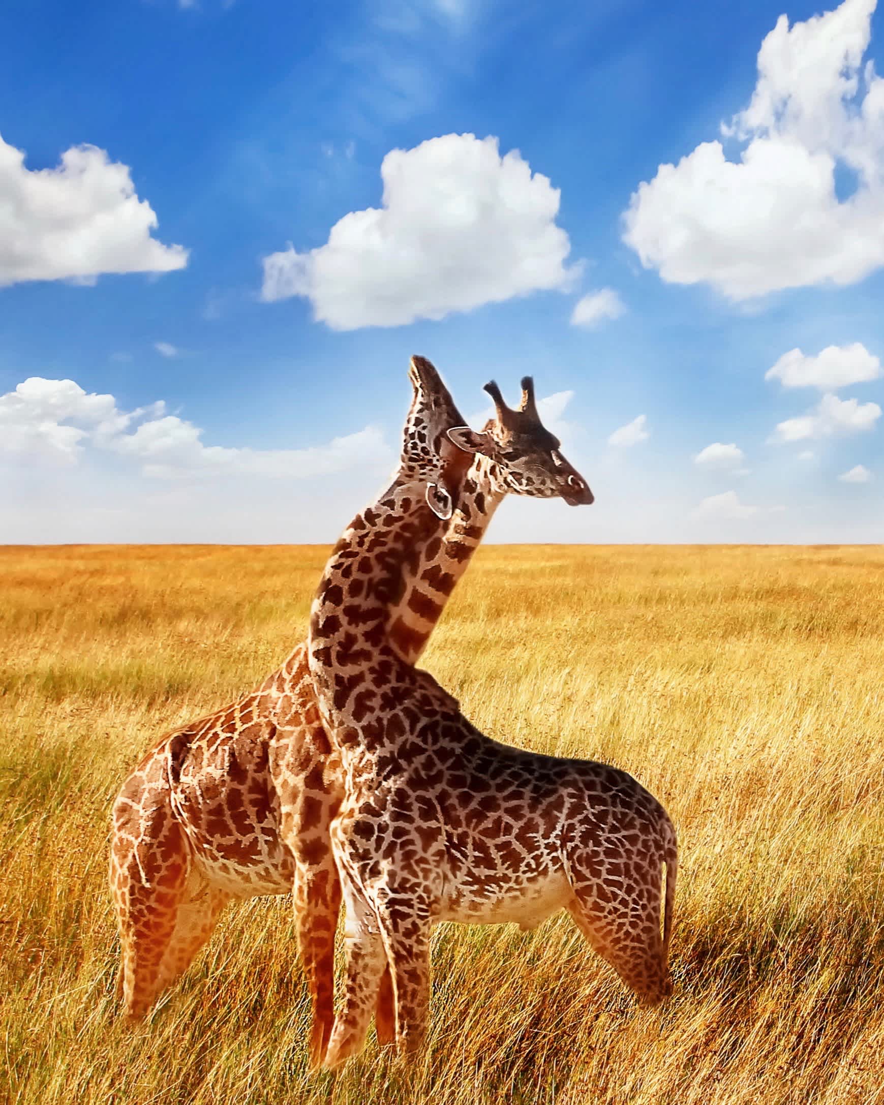 Giraffen bei Safari in Afrika