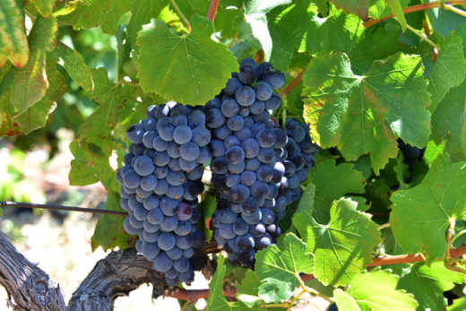 Dégustez, avec modération, d'excellents vins du Languedoc pendant vos vacances à Montpellier.