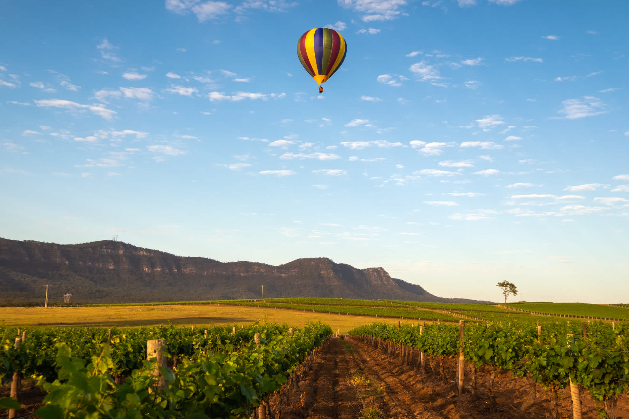 Ein Luftballon schwebt über der Weinregion Hunter Valley in Australien. 
