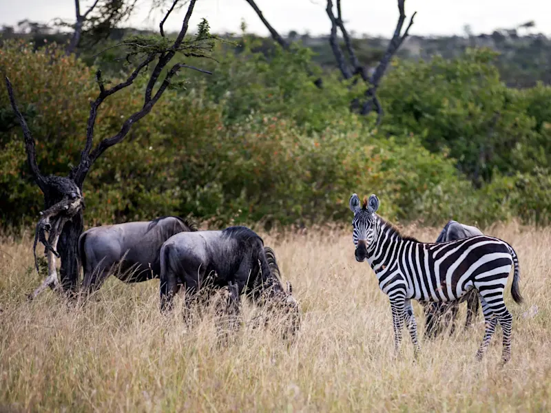 Südafrika, Zebra, Gnus Zebra und Gnus in der Savanne, Südafrika.
