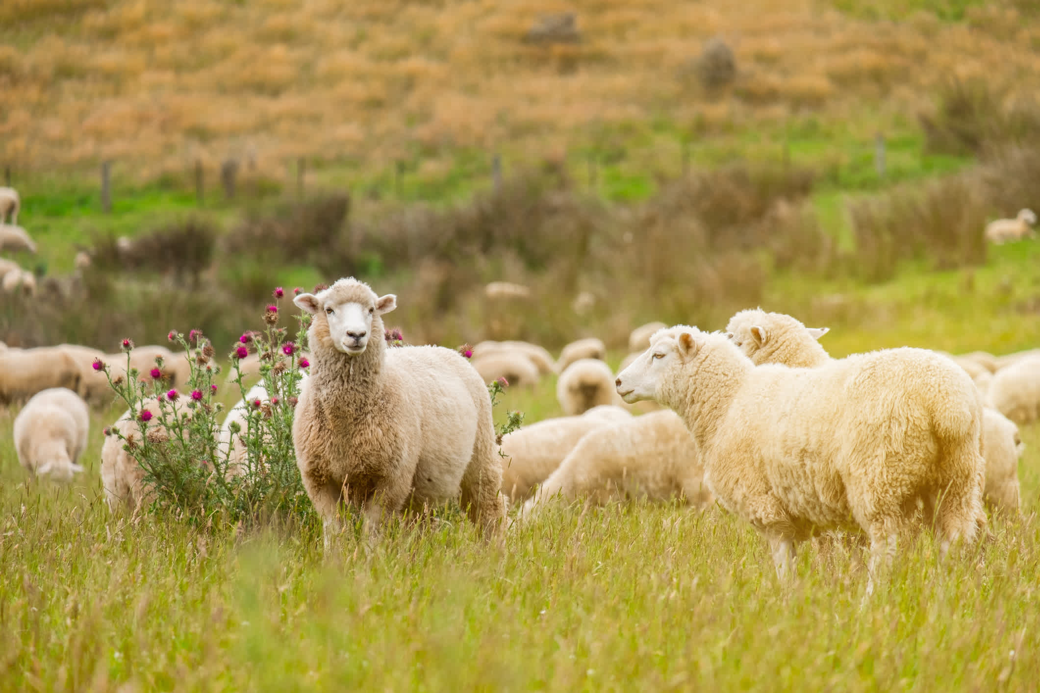 Das Verhältnis von Schafen zu Neuseeländern beträgt nicht weniger als sechs zu eins.