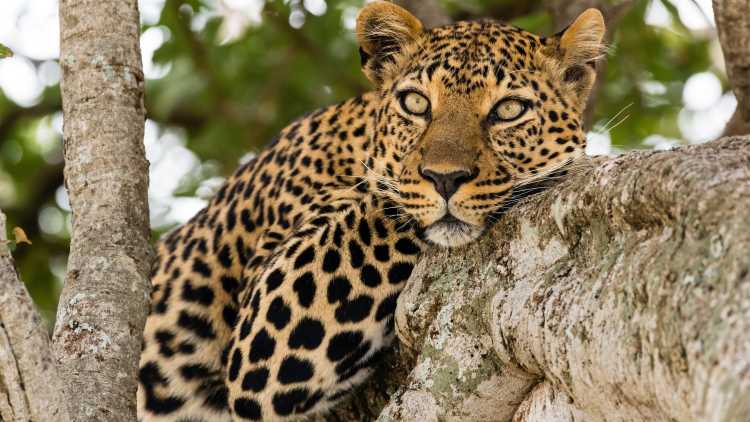 Close up van een luipaard in een boom