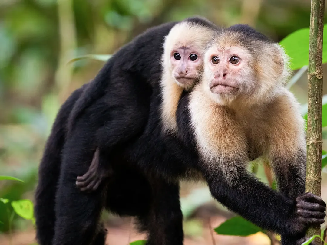 Kapuzineraffen-Mutter mit Jungem im dichten Dschungel. Manuel Antonio, Puntarenas, Costa Rica.
