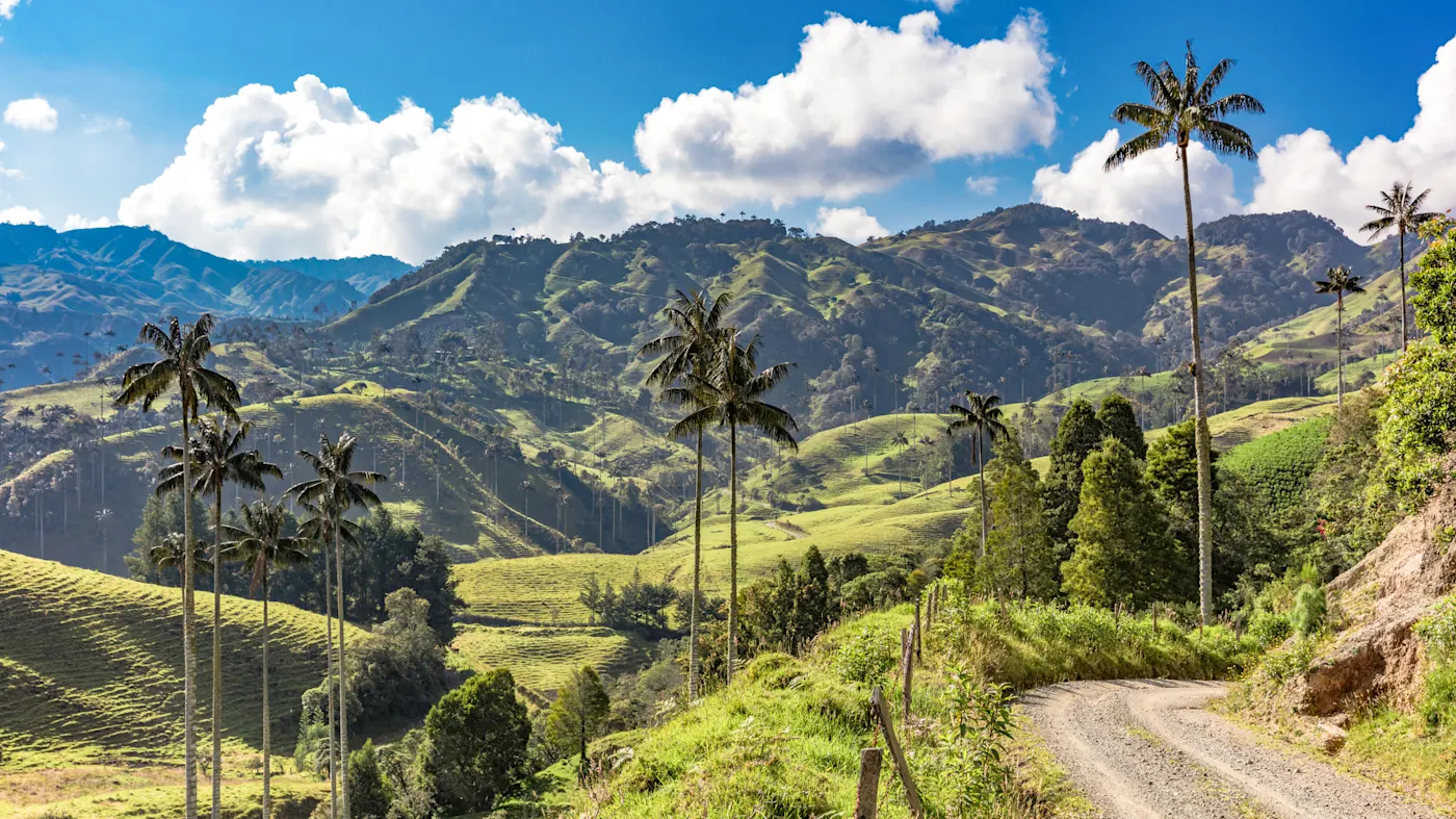 Kolumbien, Quindío, Cocora-Tal Grüne Hügel mit Wachspalmen in der Cocora-Tal. Quindío, Kolumbien.