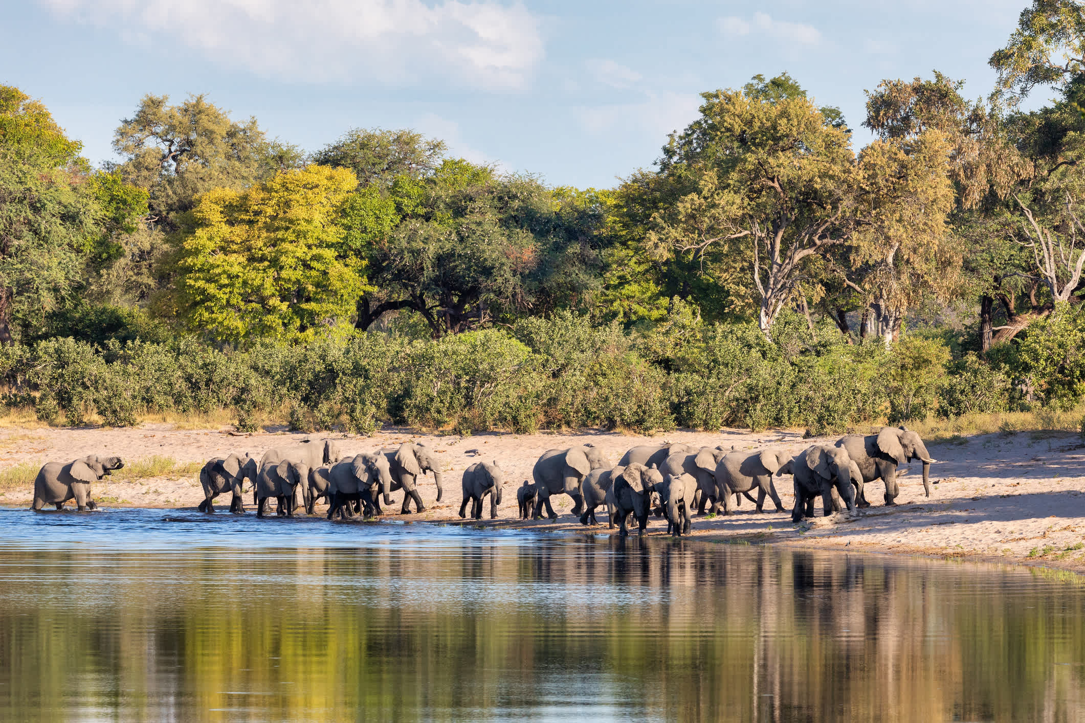 Troupeau d'éléphants sortant de l'eau au sein du parc national de Bwabwata en Namibie 