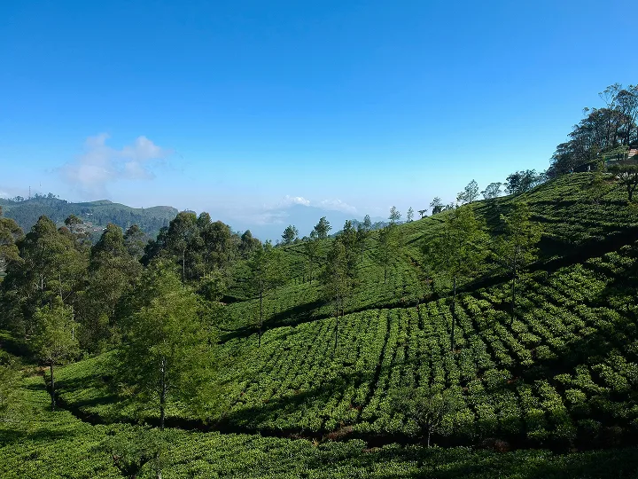 Entdeckungsreise Sri Lanka: 1 Woche Abenteuer 