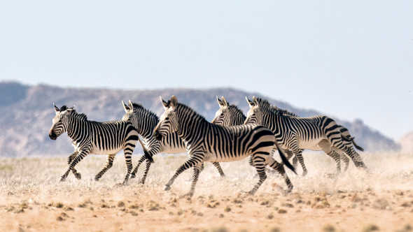 Entdecken Sie Zebras bei einer Safari auf Namibia Rundreise!