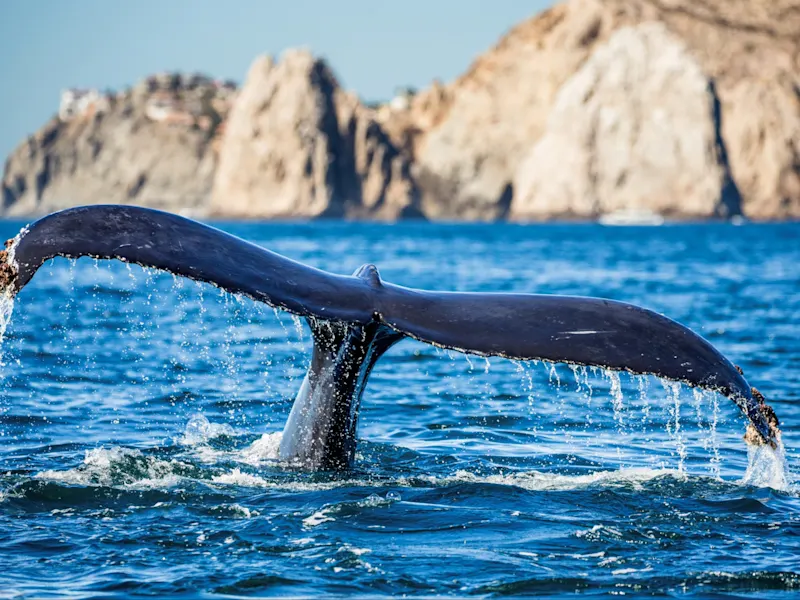 Cabo San Lucas, Walflosse, Mexiko Nahaufnahme einer Walflosse, die aus dem blauen Meer ragt, mit Klippen im Hintergrund. Cabo San Lucas, Baja California Sur, Mexiko.