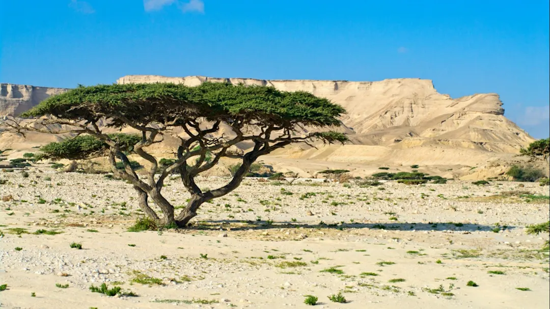 Ein einzelner Akazienbaum einer felsigen Wüstenlandschaft, Wadi Shuwaymiyah, Oman.