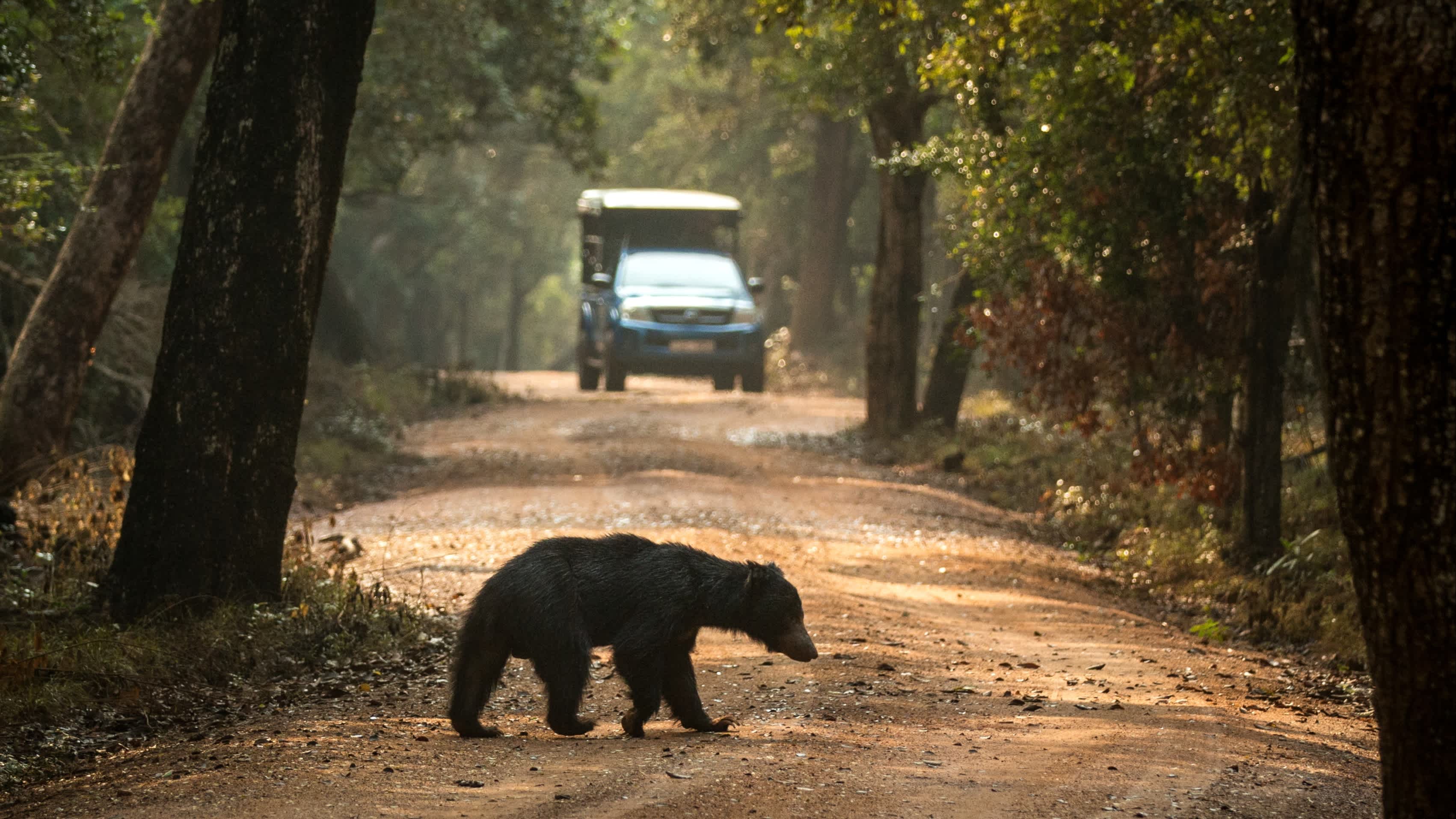 Bär überquert im Nationalpark in Sri Lanka eine Straße
