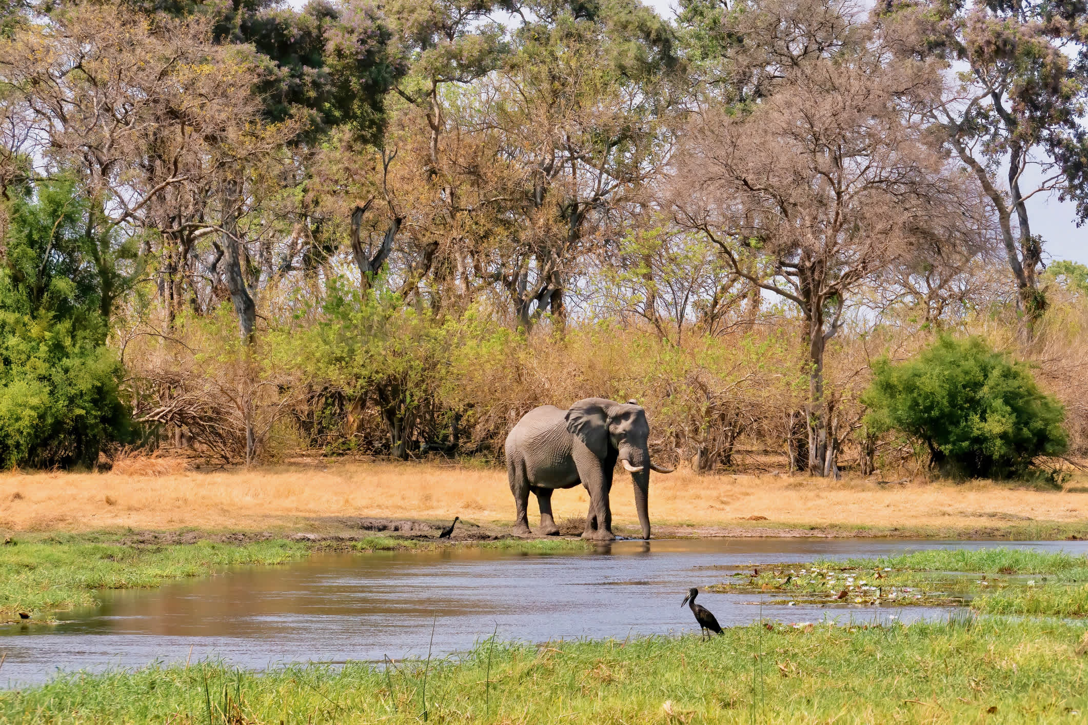 Un éléphant boit de l'eau dans la réserve de chasse de Moremi, au nord du Botswana.