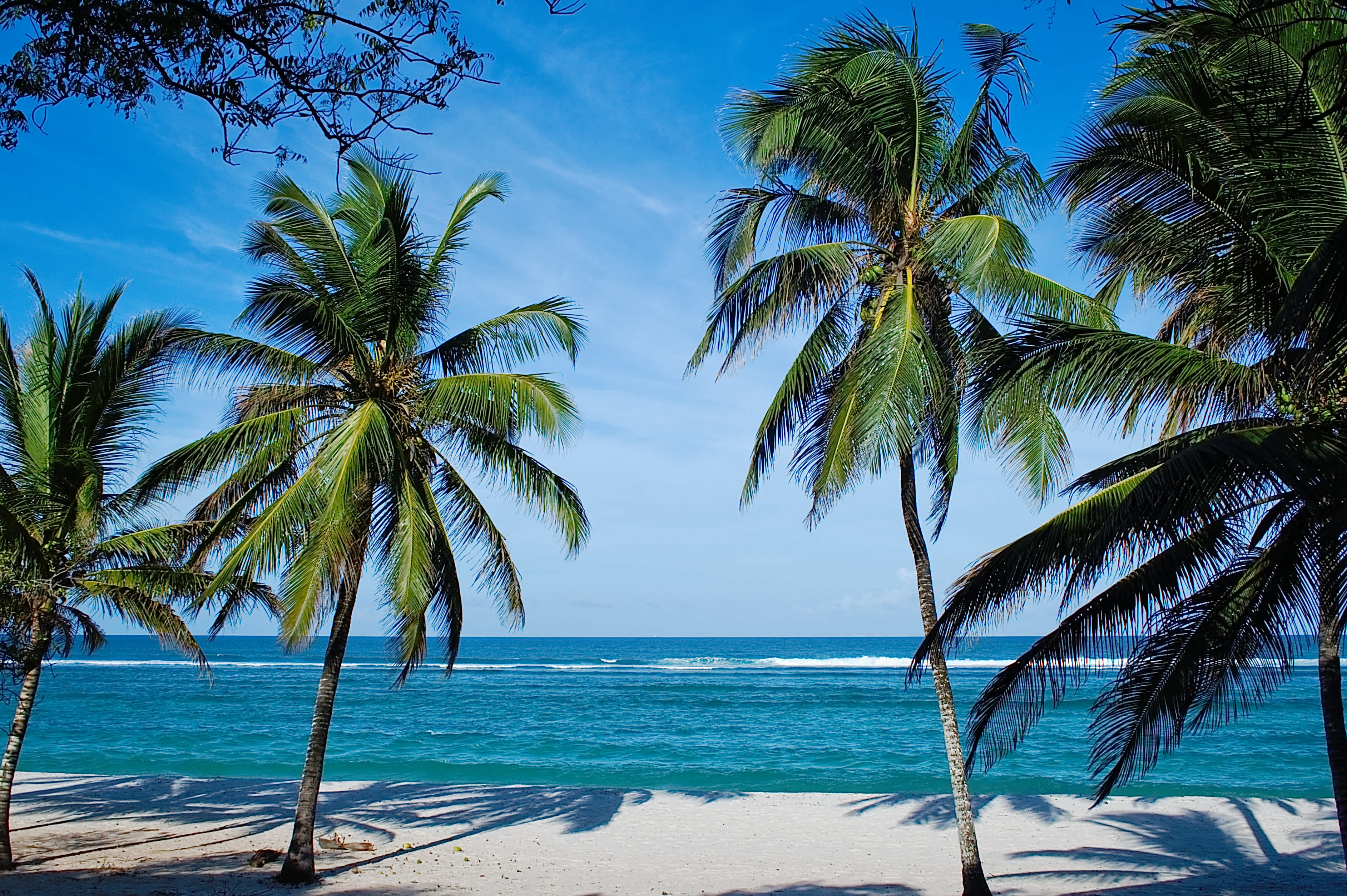 Strand mit Palmen in Kenia