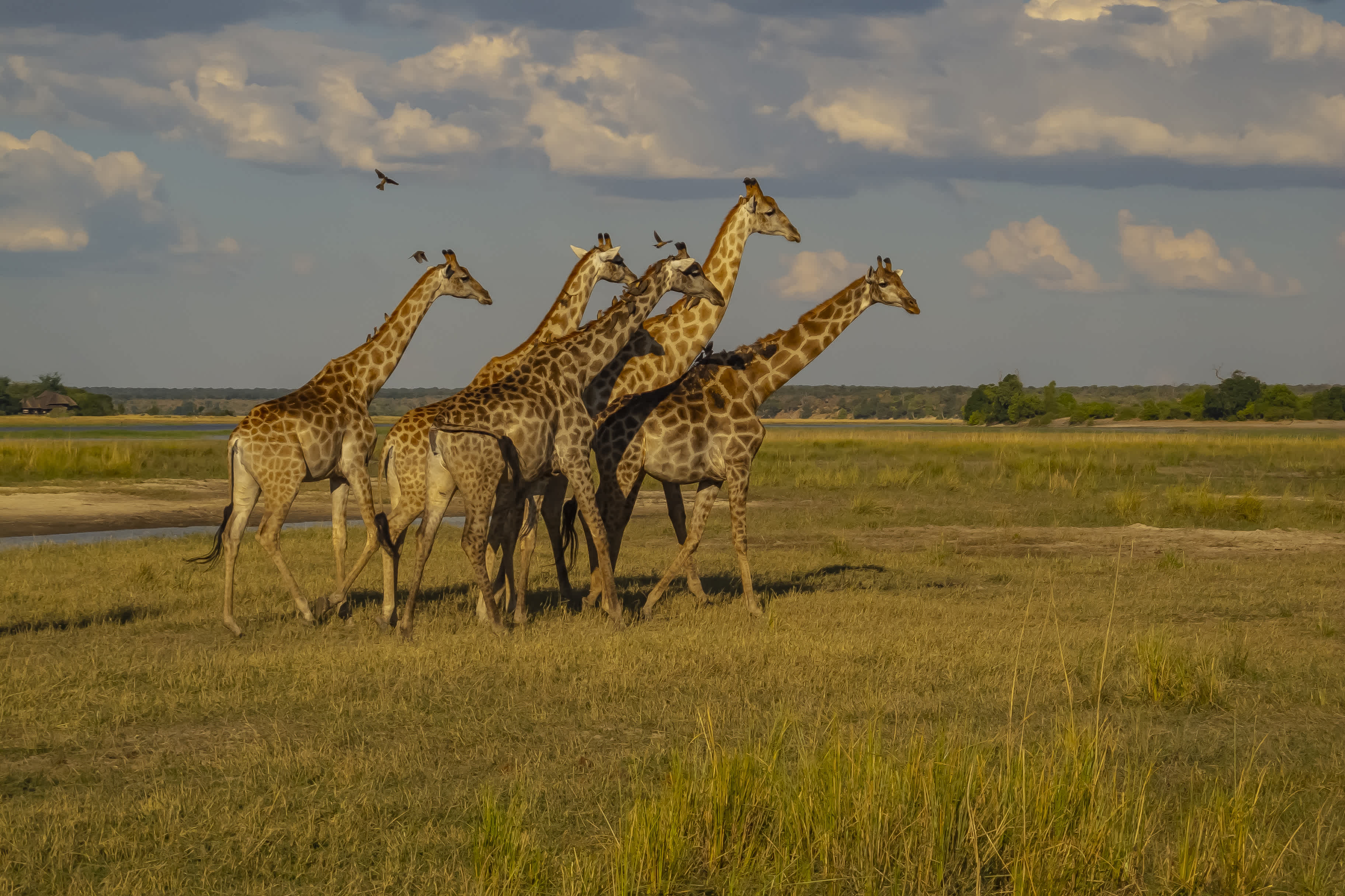 Giraffe auf dem Weg zum Fluss, um in der abgelegenen Wildnis des Chobe-Nationalparks in Botsuana im südlichen Afrika Wasser zu holen