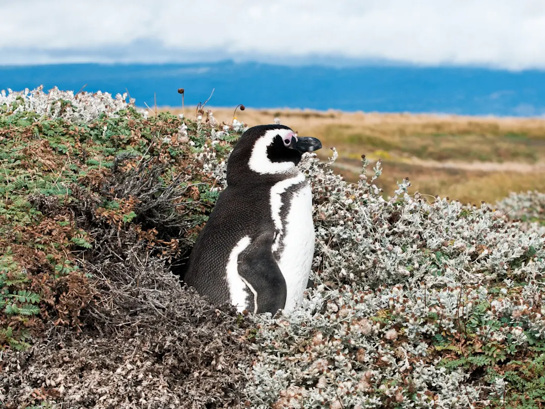 Magellan-Pinguin in einer Küstenlandschaft. Puerto Madryn, Chubut, Argentinien.
