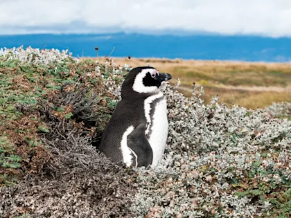 Rundreise Argentinien & Chile: 3 Wochen Roadtrip - Image 1