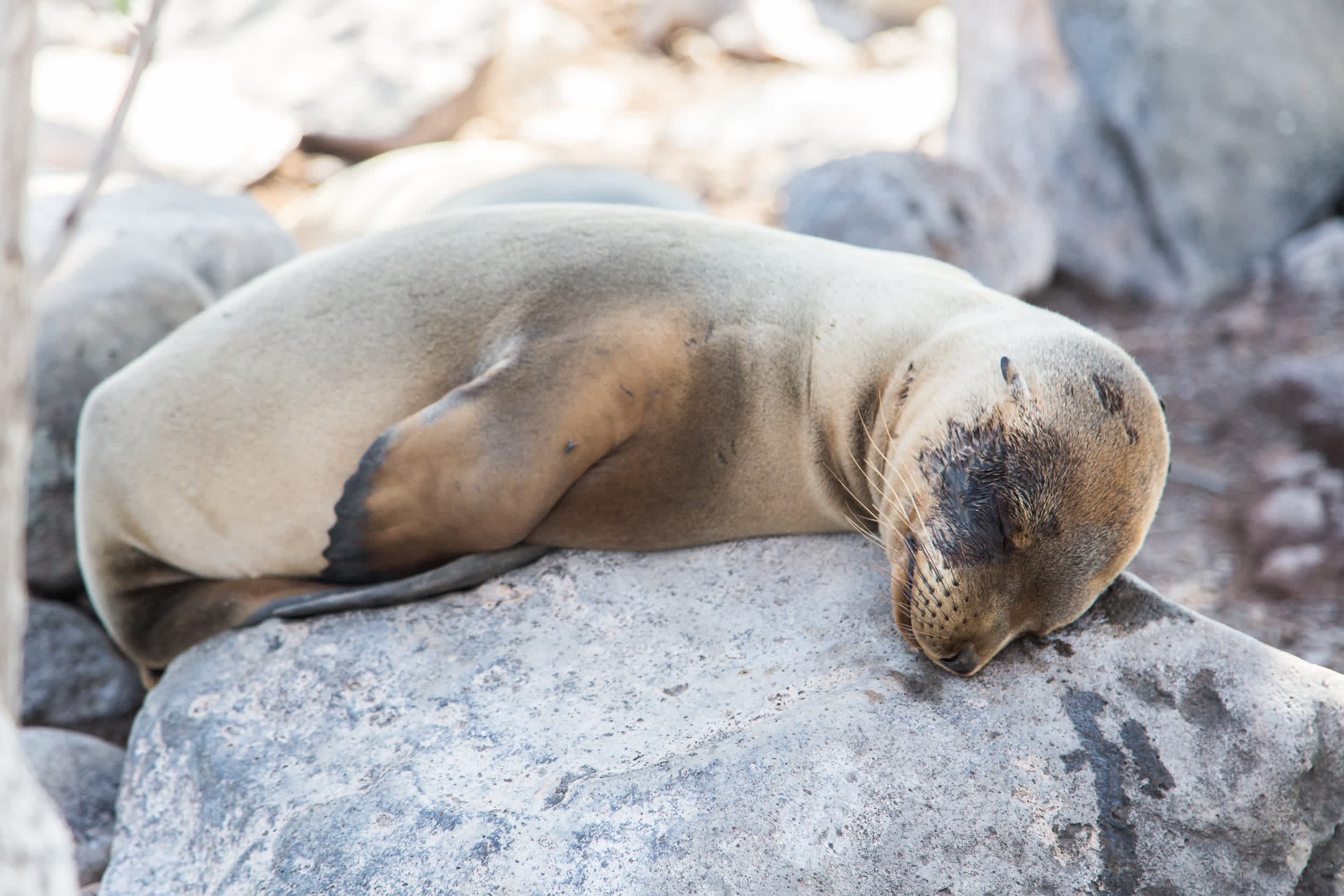 Robbe, Galapagos Inseln Ecuador