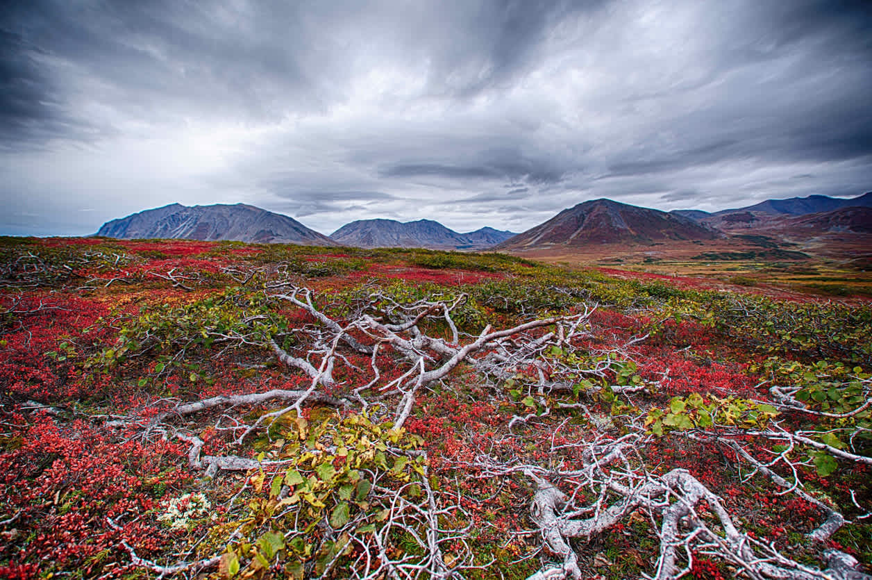 Découvrez des paysages de toundra incroyables pendant votre voyage à Nunavut.