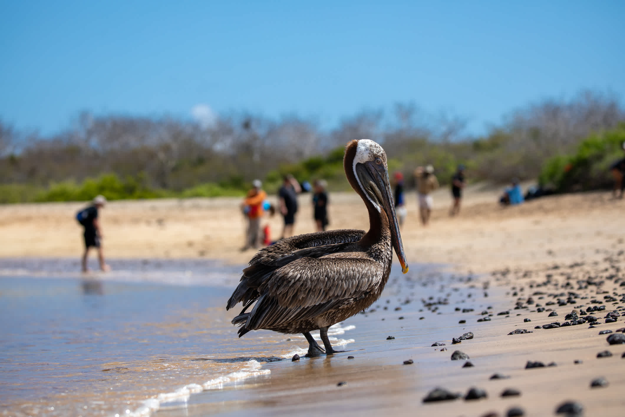 Galapagos Brown Pelican on the beach in Floreana Island.