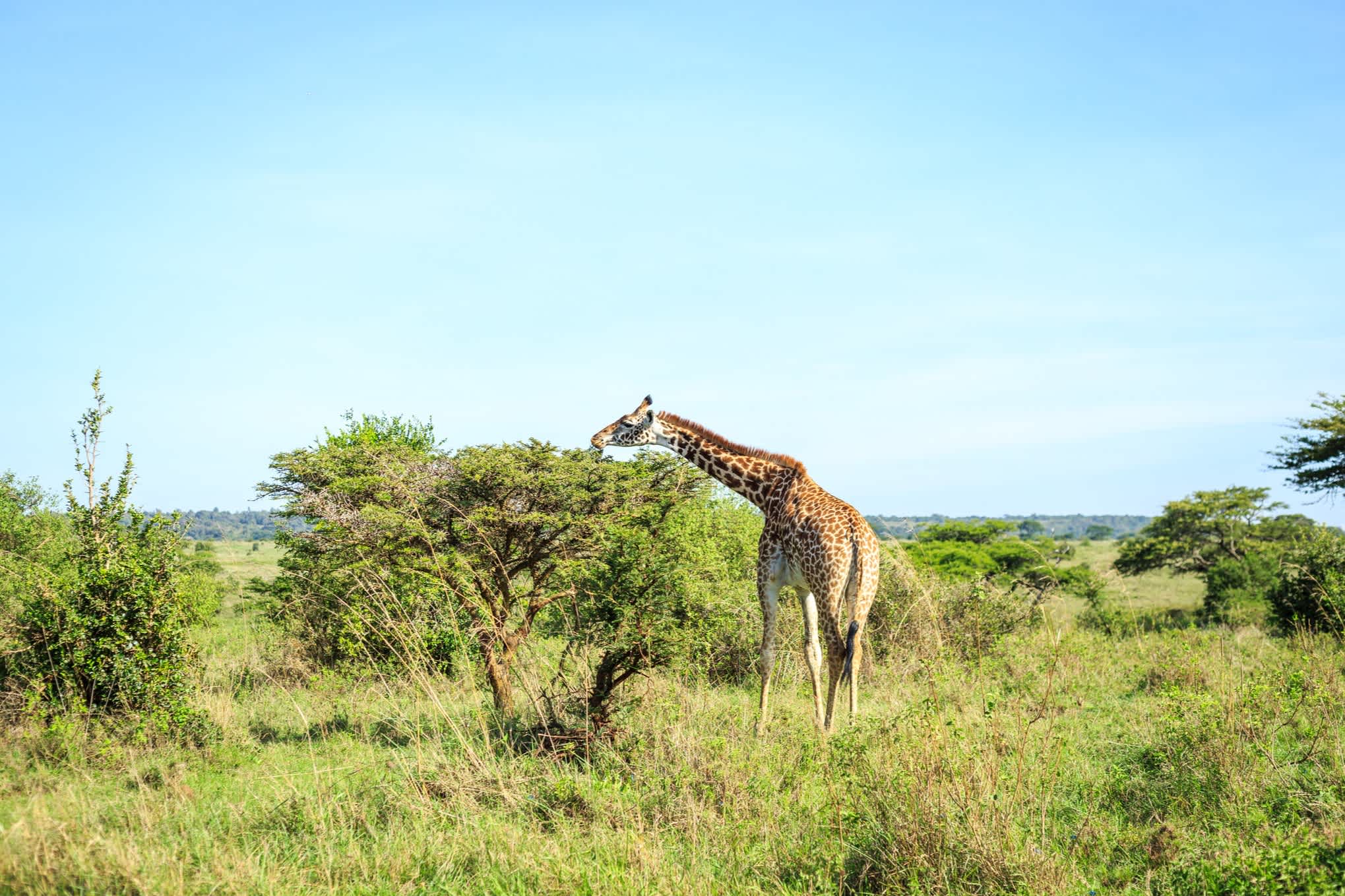 Giraffe frisst laub am Baum