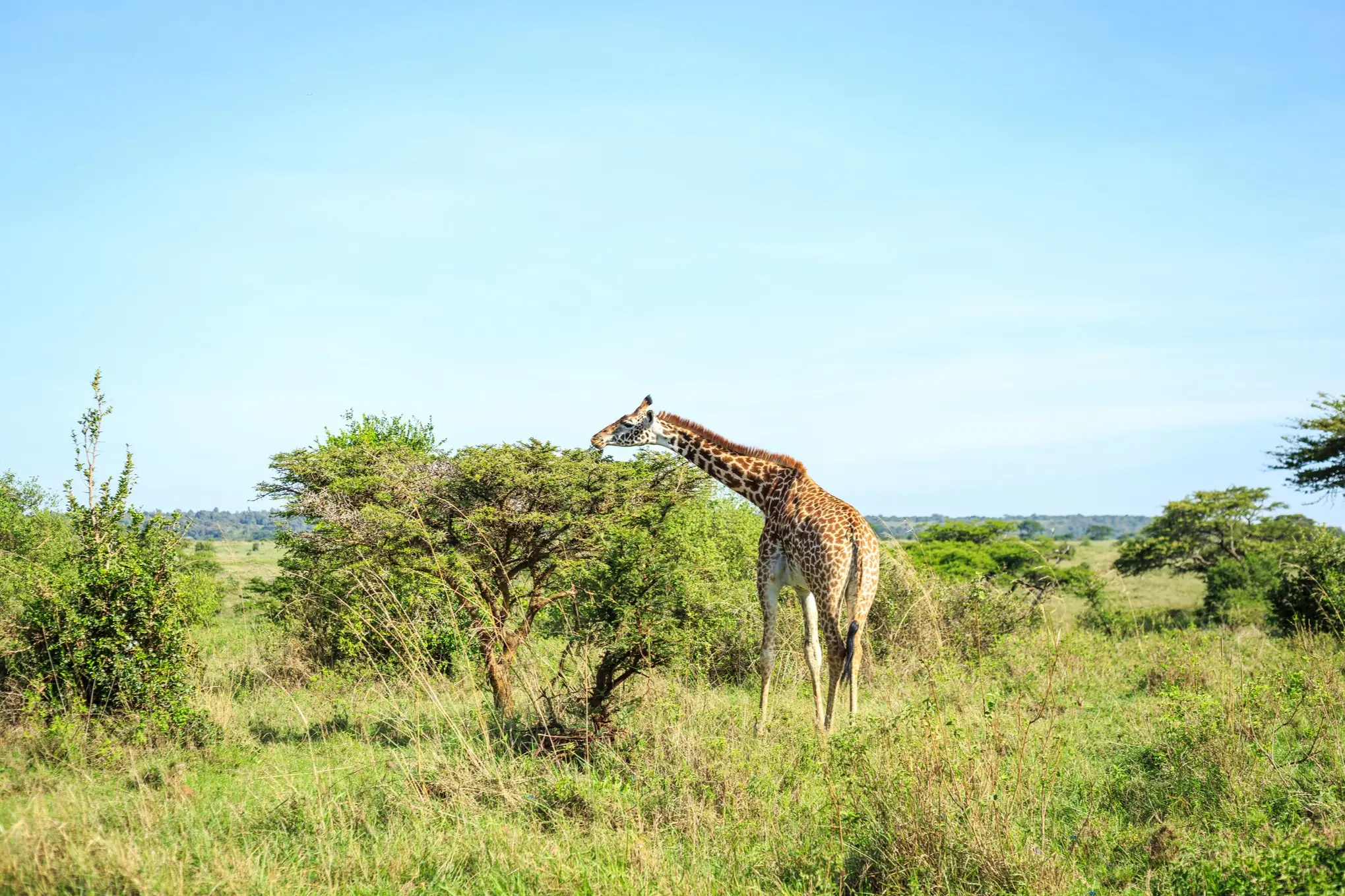 Kenia, Nairobi-Nationalpark Giraffe frisst laub am Baum