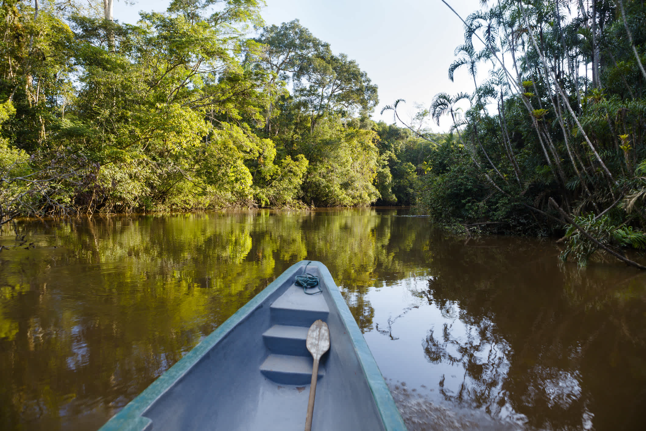 Pirogue bleu sur la rivière dans la jungle, en Équateur.