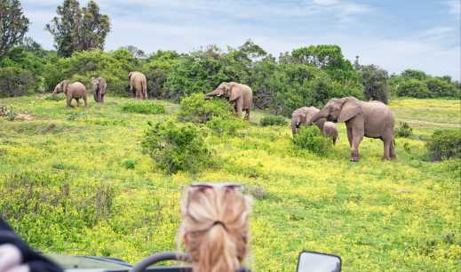 Luxus-Safari in Südafrika. Beobachtung grasender Elefanten in der Wildnis aus dem Cabriolet-Geländewagen. Pirschfahrt mit weiblichem Guide.