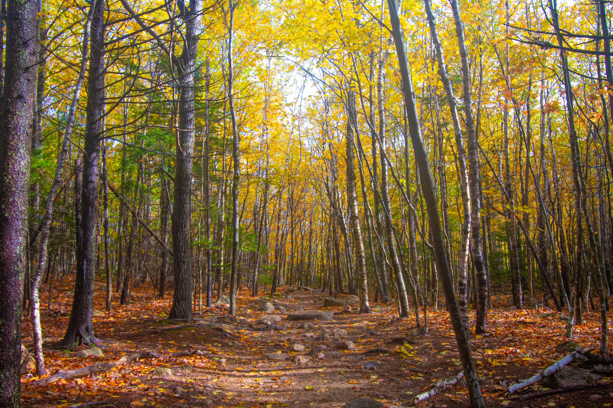 Waldweg im Herbst mit buntem Laub und goldenen Bäumen. Green Mountains, Vermont, USA