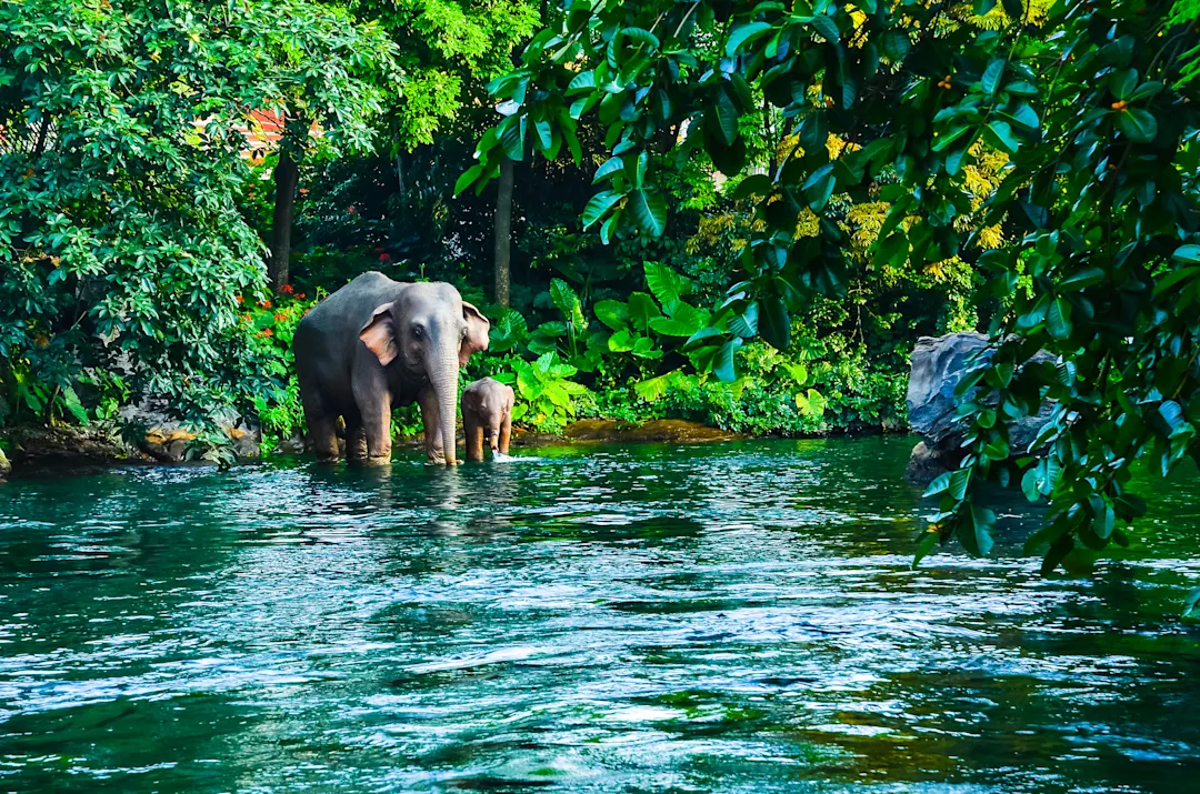 Elefantenmutter mit Kalb stehen im türkisblauen Wasser eines tropischen Dschungelflusses, umgeben von üppigem Grün.