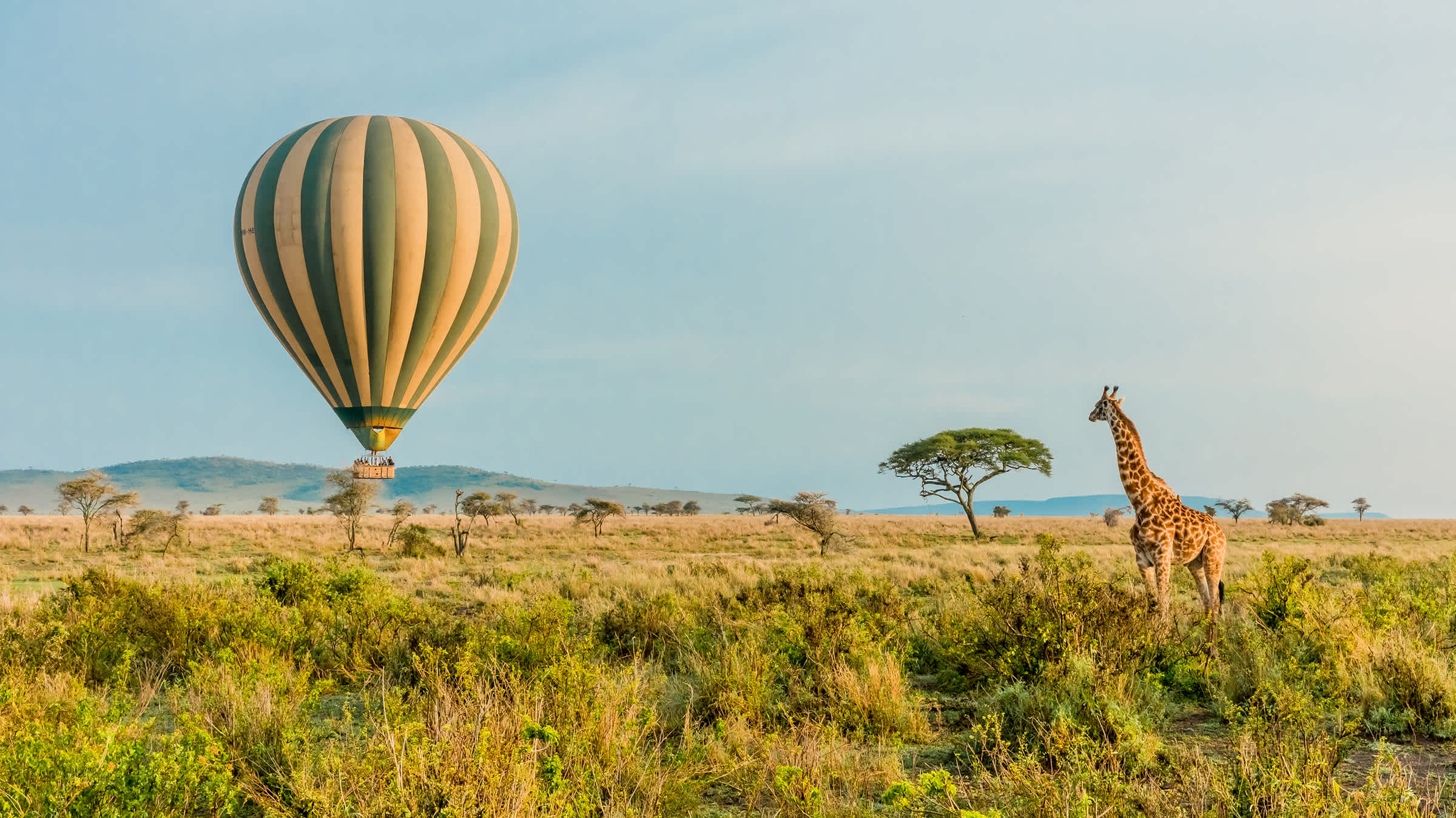 Survol d'un Parc National du Serengeti en montgolfière lors d'un safari en Tanzanie au cours duquel les voyageurs pourront admirer une girafe dans son environnement naturel.