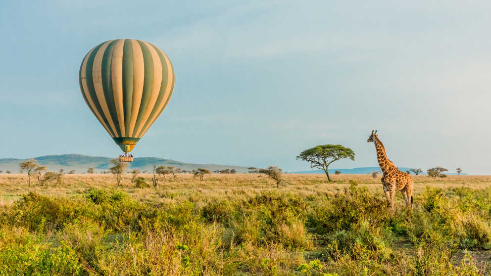 Survol d'un Parc National du Serengeti en montgolfière lors d'un safari en Tanzanie au cours duquel les voyageurs pourront admirer une girafe dans son environnement naturel.