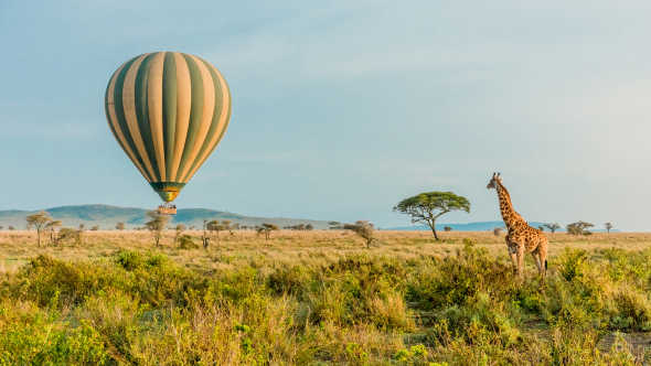 Beobachten Sie Giraffen bei Ihrer Safari auf Südafrika Rundreise.